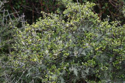 Coprosma dumosa, photographed by John Barkla