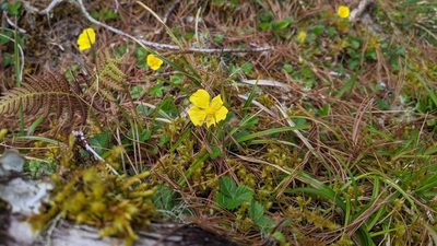 Potentilla matsumurae, photographed by Cheng-Te Hsu