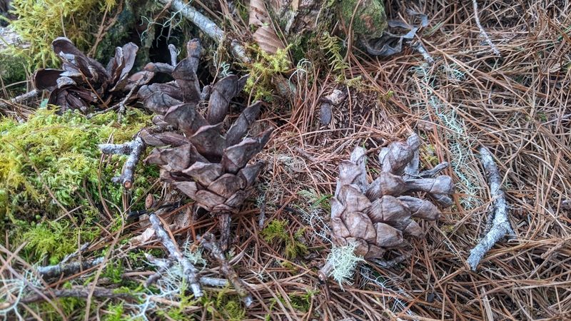 Pinus morrisonicola, photographed by Cheng-Te Hsu
