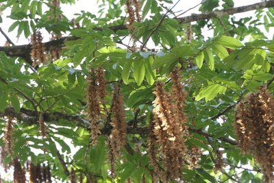 Engelhardia spicata, photographed by Dinesh Valke