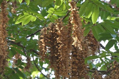 Engelhardia spicata, photographed by Dinesh Valke