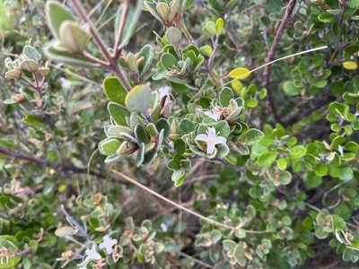 Correa alba, photographed by Miguel de Salas