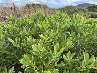 Myoporum insulare, photographed by Miguel de Salas