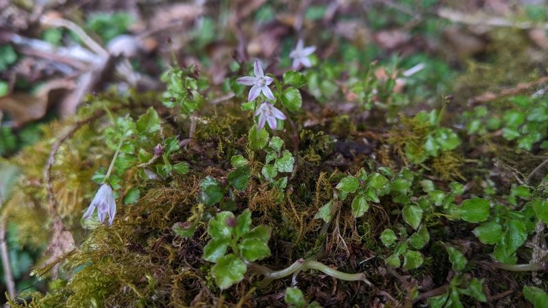 Peracarpa carnosa, photographed by Cheng-Te Hsu