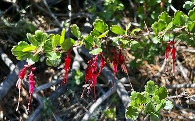 Ribes speciosum, photographed by Chuck Wilson