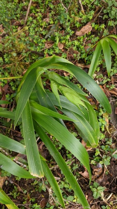 Iris formosana, photographed by Cheng-Te Hsu
