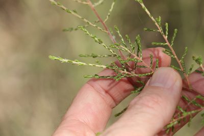 Ozothamnus diotophyllus, photographed by Greg Tasney