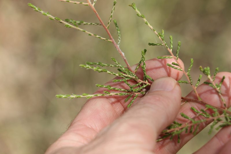 Ozothamnus diotophyllus, photographed by Greg Tasney