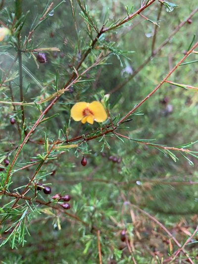 Dillwynia tenuifolia, photographed by Guy Taseski