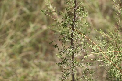 Ozothamnus diotophyllus, photographed by Greg Tasney
