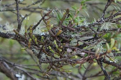 Korthalsella salicornioides, photographed by John Barkla