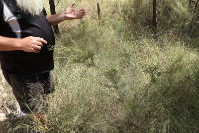 Ozothamnus diotophyllus, photographed by Greg Tasney
