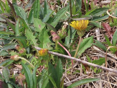 Taraxacum platycarpum, photographed by mami_t_t