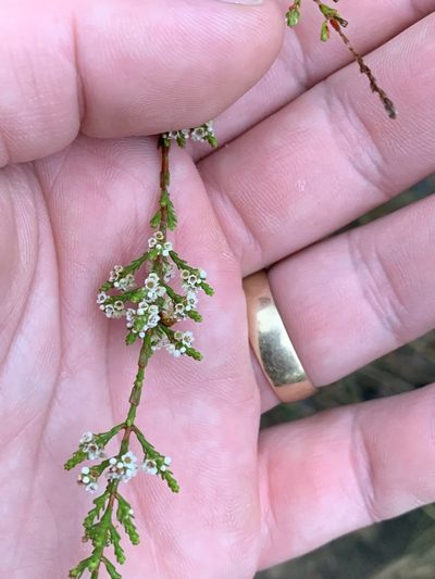 Micromyrtus minutiflora, photographed by Guy Taseski