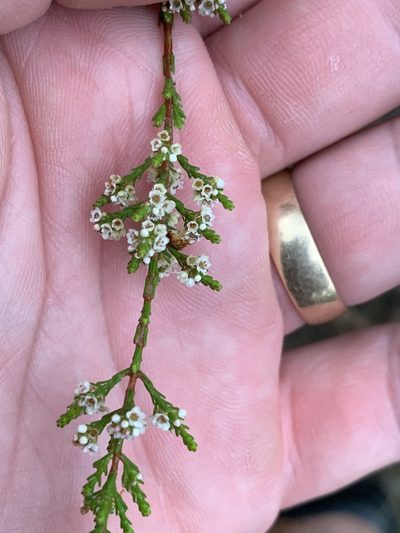 Micromyrtus minutiflora, photographed by Guy Taseski