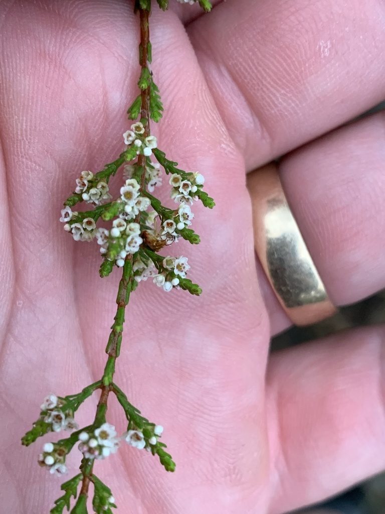 Micromyrtus minutiflora, photographed by Guy Taseski