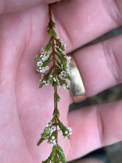 Micromyrtus minutiflora, photographed by Guy Taseski