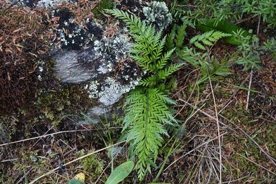 Asplenium appendiculatum, photographed by John Barkla