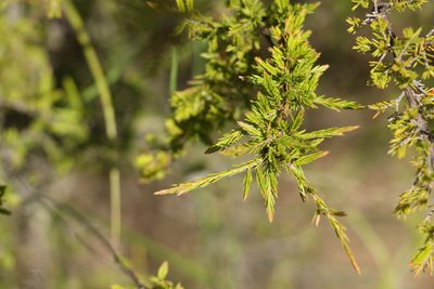 Harmogia densifolia, photographed by Greg Tasney