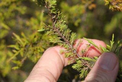 Harmogia densifolia, photographed by Greg Tasney