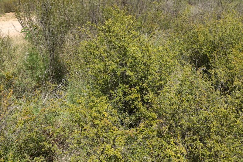 Harmogia densifolia, photographed by Greg Tasney