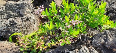Limonium pectinatum, photographed by Christoph Moning