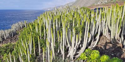 Euphorbia canariensis, photographed by Christoph Moning