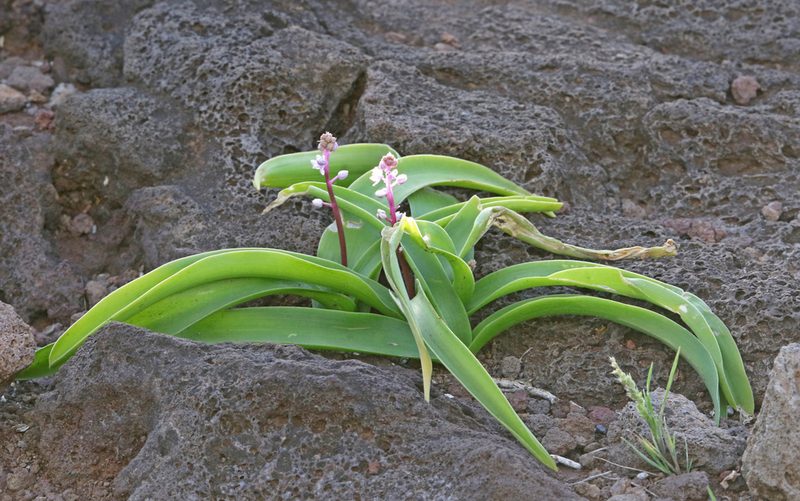Scilla haemorrhoidalis, photographed by Christoph Moning