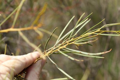 Acacia caroleae, photographed by Greg Tasney