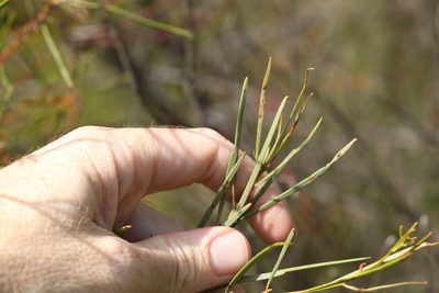 Acacia caroleae, photographed by Greg Tasney