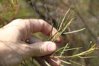 Acacia caroleae, photographed by Greg Tasney