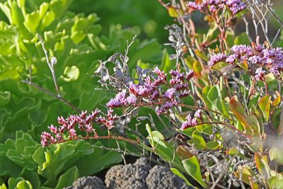 Limonium pectinatum, photographed by Christoph Moning