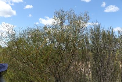 Acacia caroleae, photographed by Greg Tasney