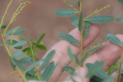 Acacia decora, photographed by Greg Tasney