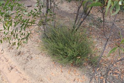 Mirbelia aotoides, photographed by Greg Tasney