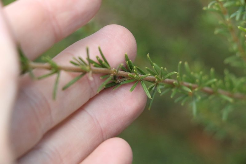 Mirbelia aotoides, photographed by Greg Tasney