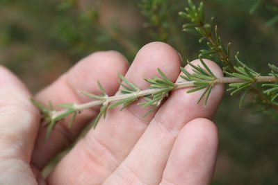 Mirbelia aotoides, photographed by Greg Tasney