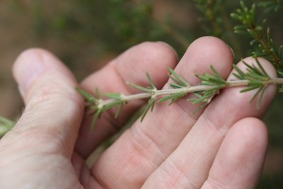 Mirbelia aotoides, photographed by Greg Tasney