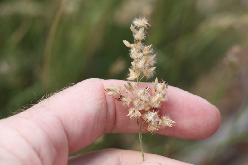 Eriachne mucronata, photographed by Greg Tasney