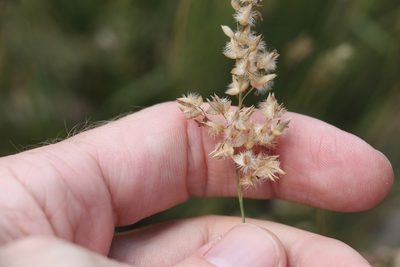 Eriachne mucronata, photographed by Greg Tasney