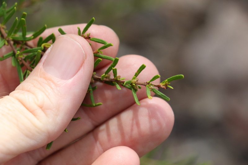 Boronia glabra, photographed by Greg Tasney