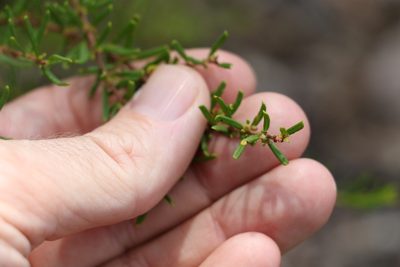 Boronia glabra, photographed by Greg Tasney