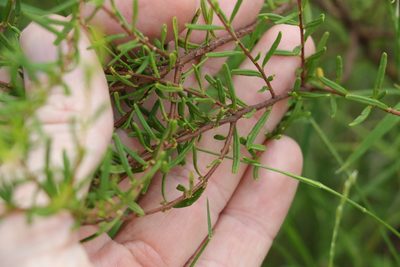 Boronia glabra, photographed by Greg Tasney