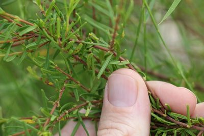 Boronia glabra, photographed by Greg Tasney