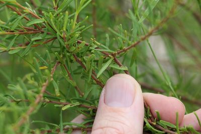 Boronia glabra, photographed by Greg Tasney