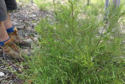 Boronia glabra, photographed by Greg Tasney