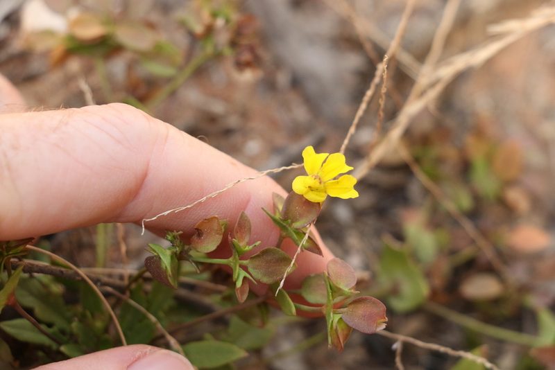 Goodenia caroliniana, photographed by Greg Tasney