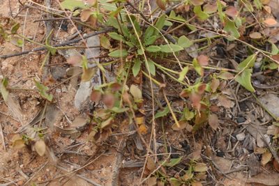 Goodenia caroliniana, photographed by Greg Tasney