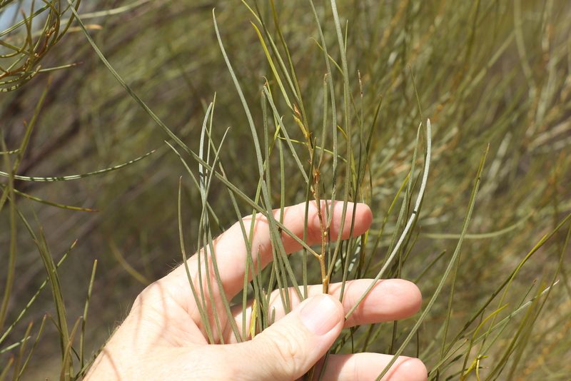 Acacia caroleae, photographed by Greg Tasney