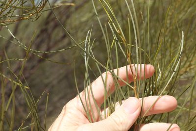 Acacia caroleae, photographed by Greg Tasney